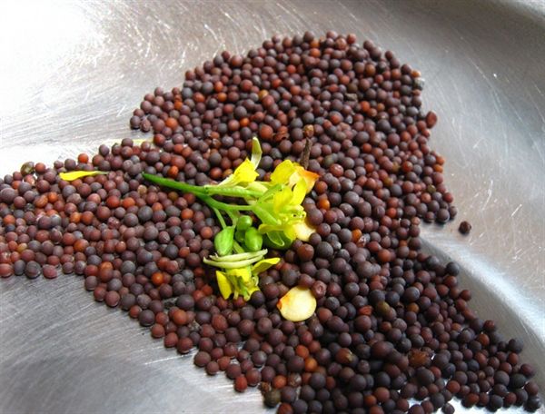 זרעי חרדל שחורים 100 גרם Mustard seeds