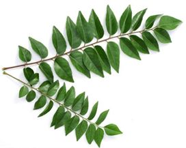 עלי קארי  Curry Leavs אינדיאן סטור