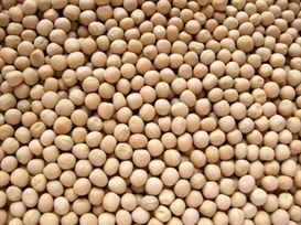 אפונה לבנה 1 ק"ג White Peas אינדיאן סטור
